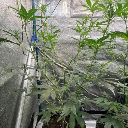 Gorilla Z Auto Fast Buds