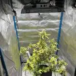 Triton Biscotto LIME Auto Grow Report 