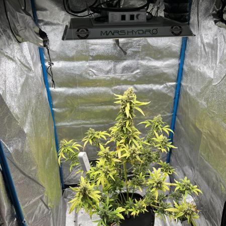 Triton Biscotto LIME Auto Grow Report 