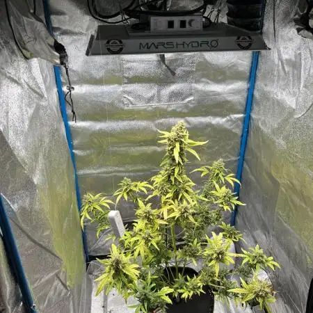 Triton Biscotto LIME Auto Grow Report