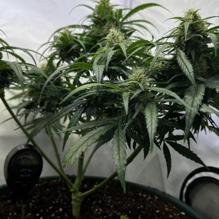 Amnesia Haze Auto Divine Seeds