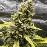 Amnesia Haze Auto Seedstockers Grow Report 
