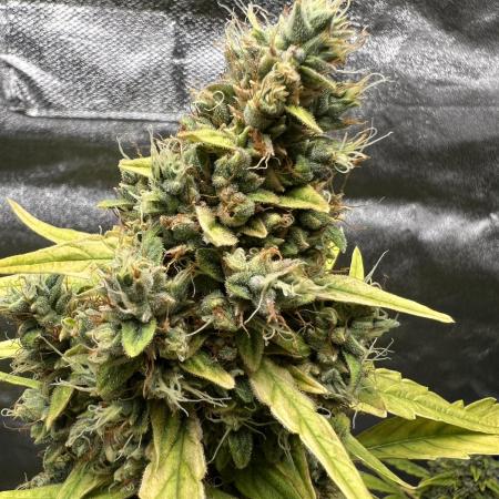Amnesia Haze Auto Seedstockers Grow Report 