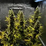 Gorilla Z Auto Fast Buds