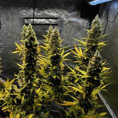 Gorilla Z Auto Fast Buds
