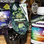 Sticky Broccoli Eternity Grow Cup 2026
