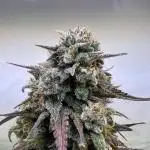 Mikromachine Auto Kannabia Grow Report 