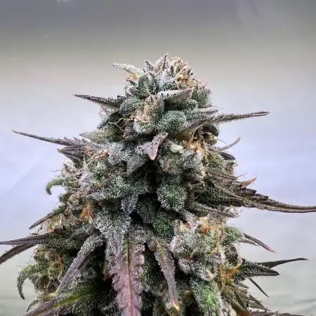 Mikromachine Auto Kannabia Grow Report