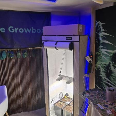 Super Lemon Haze Auto