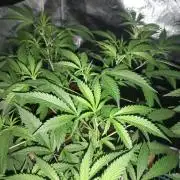 Grandaddy purple canna nutrients hps