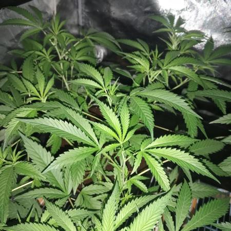 Grandaddy purple canna nutrients hps