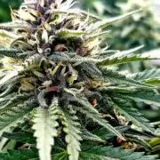 Outdoor Multiple Genetics