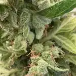 CBD Auto White Widow Dutch Passion
