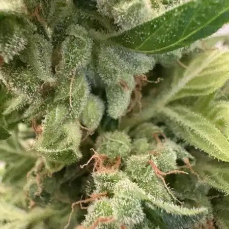 CBD Auto White Widow Dutch Passion