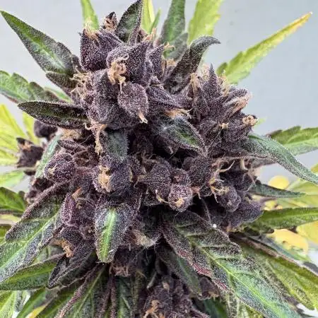 CBD Auto Blackberry Kush