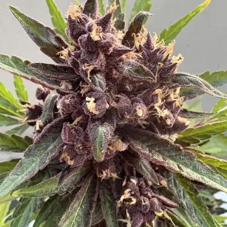CBD Auto Blackberry Kush