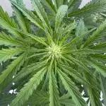 CBD Auto White Widow Dutch Passion