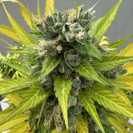 CBD Auto White Widow Dutch Passion
