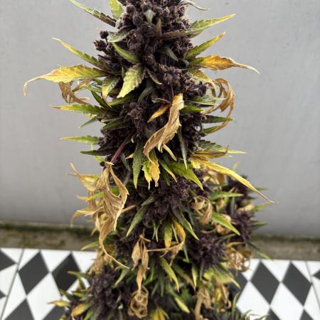 CBD Auto Blackberry Kush