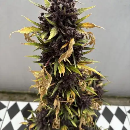 CBD Auto Blackberry Kush