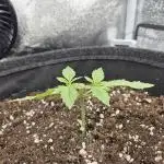 Linda Seeds White Widow