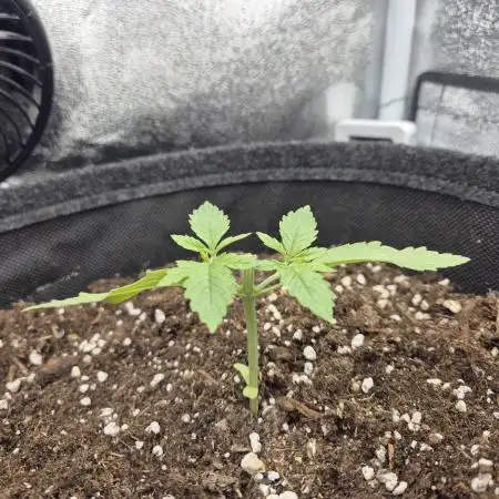 Linda Seeds White Widow