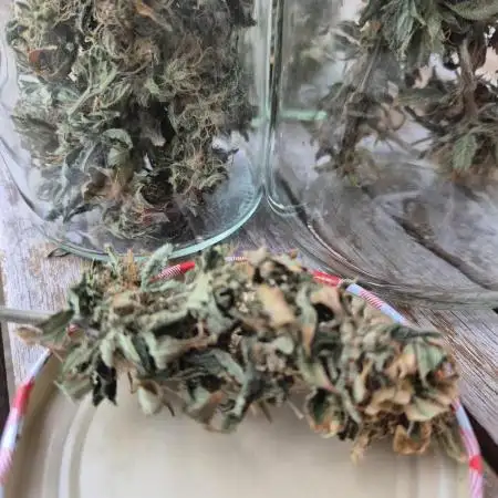 Linda Seeds Northern Lights