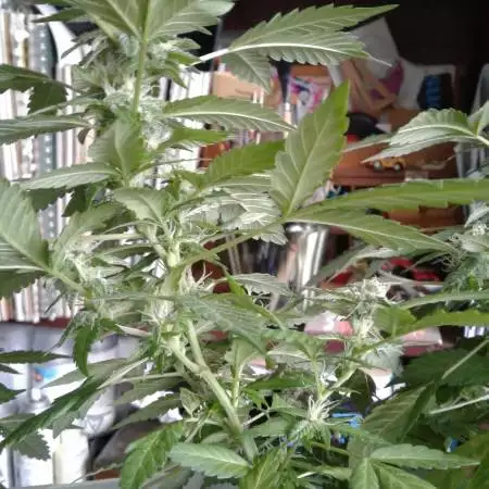 WinterGrown too