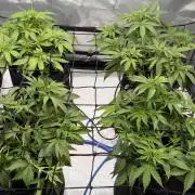 First AC Infinity grow