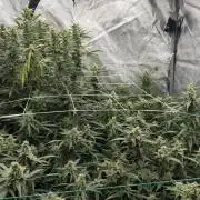 First AC Infinity grow