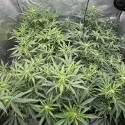 First AC Infinity grow