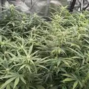 First AC Infinity grow