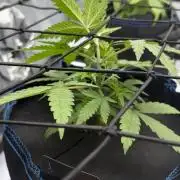 First AC Infinity grow