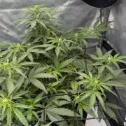 First AC Infinity grow