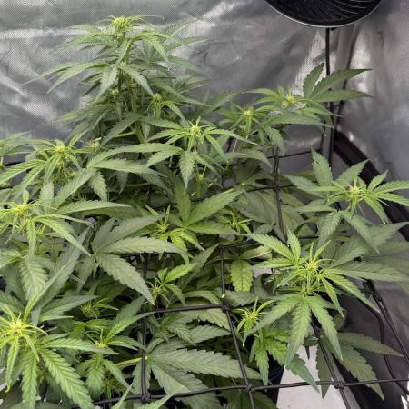 First AC Infinity grow