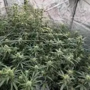 First AC Infinity grow