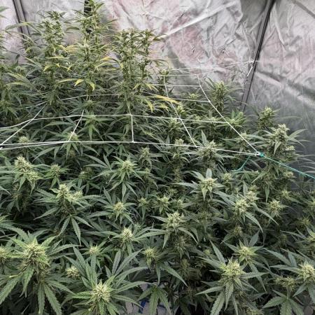 First AC Infinity grow