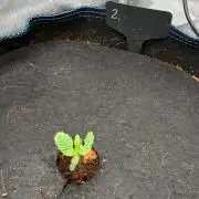 First AC Infinity grow
