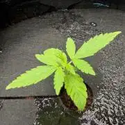 First AC Infinity grow