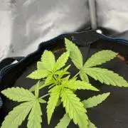First AC Infinity grow