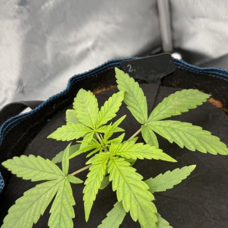 First AC Infinity grow