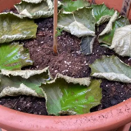 Outdoor F1 Milky-way Auto