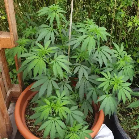 90 l outdoor living soil