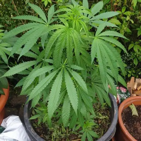 White rhino outdoor in living soil