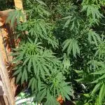 90 l outdoor living soil