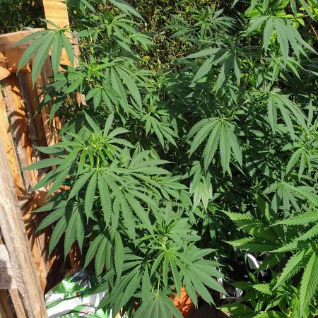90 l outdoor living soil