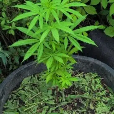 White rhino outdoor in living soil