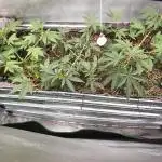 Chocolate Haze x Royal Skywalker