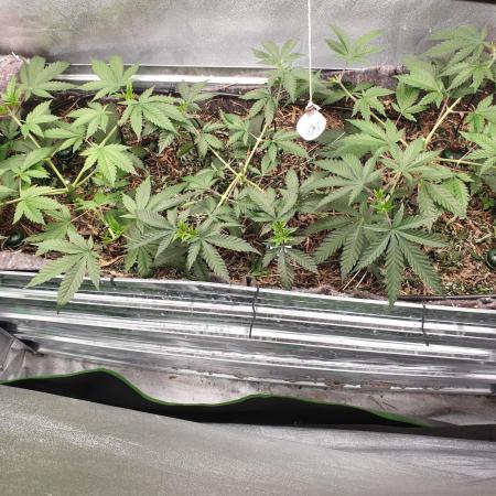 Chocolate Haze x Royal Skywalker