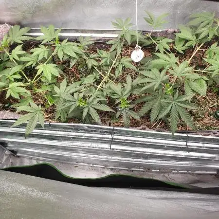 Chocolate Haze x Royal Skywalker